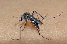 Inseto aeds aegypti popularmente conhecido como mosquito da Dengue. Vetor transmissor da doença.